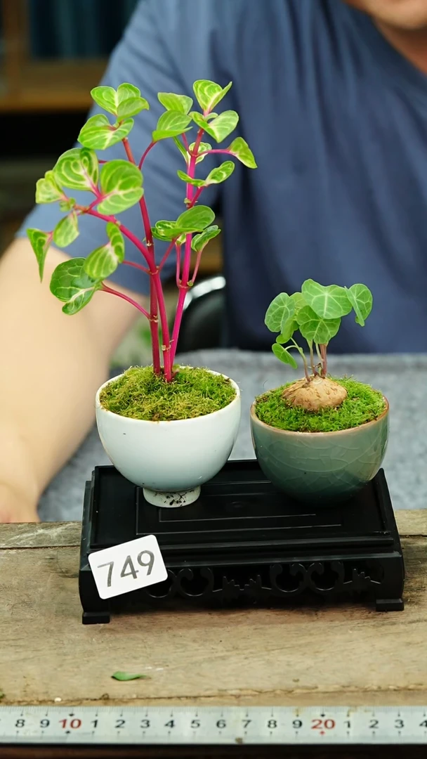 无花朵苔藓微景观749号