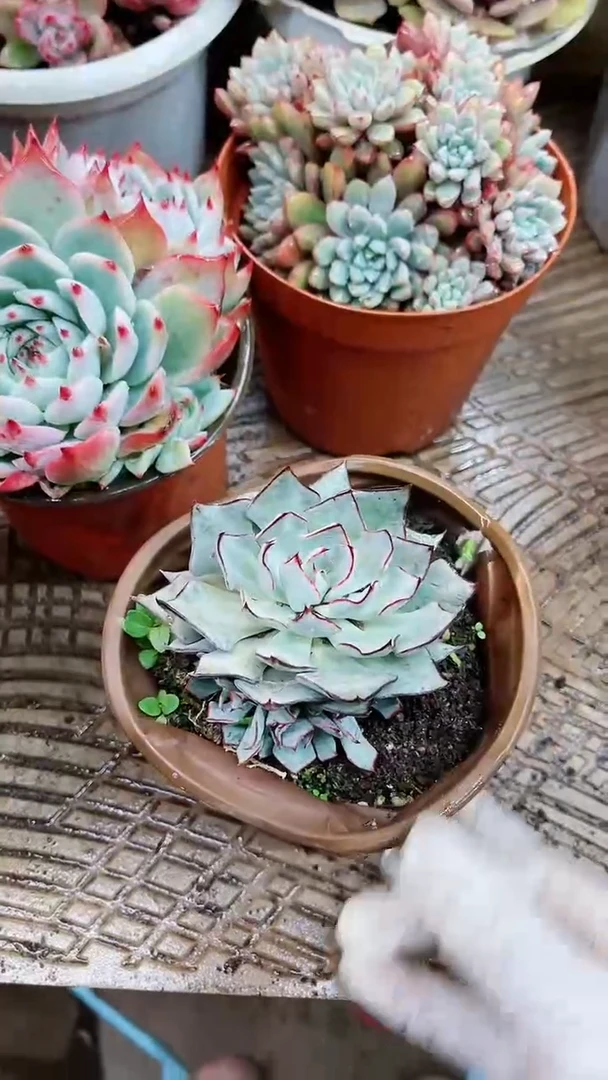 【闪购商品】17031