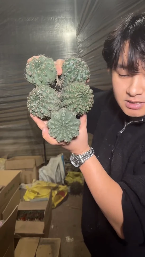 5颗 实生根 绯花玉 4-6cm