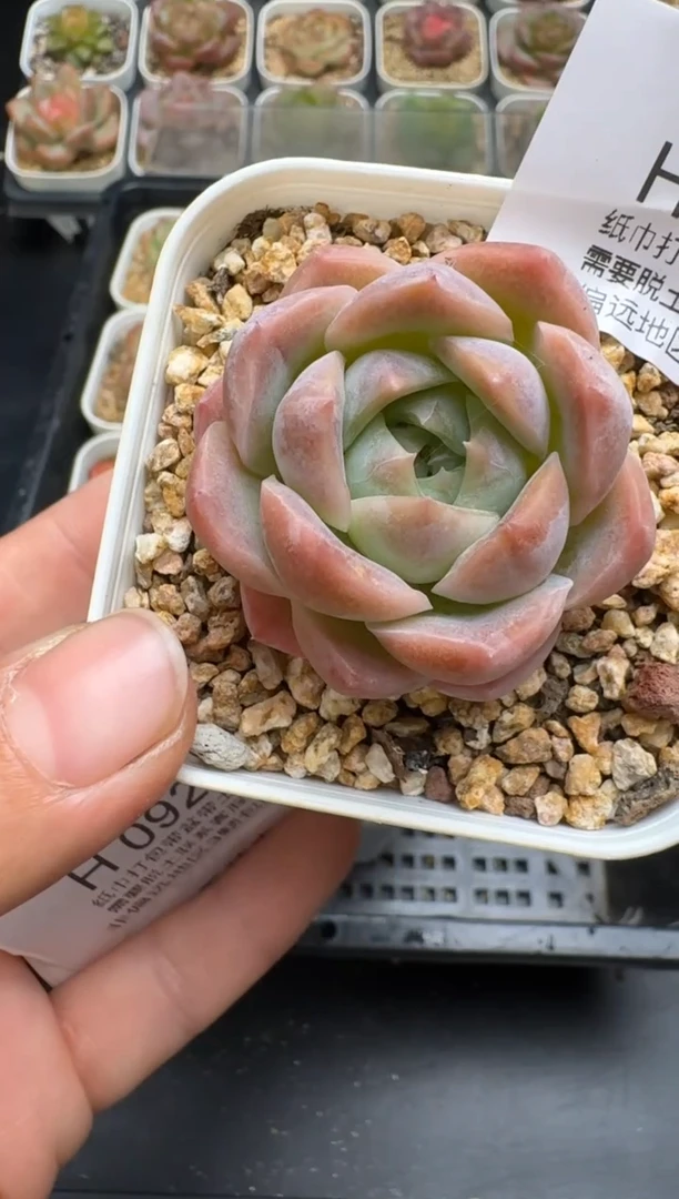 091H云禹多肉植物 带盆土纸巾打包 当天拍3颗包邮