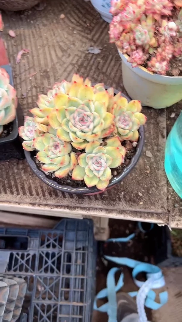 蜂****2多肉植物一物一拍27446