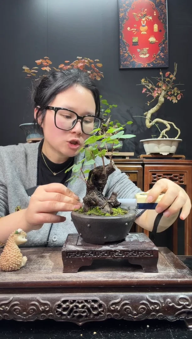 完全开放黄栌0000