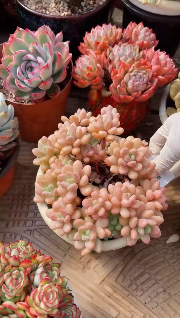 【闪购商品】22278