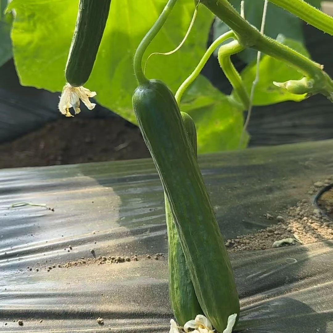 【绿叶果蔬优选】3斤荷兰瓜、0农残、0化肥、0激素、基地现采现发