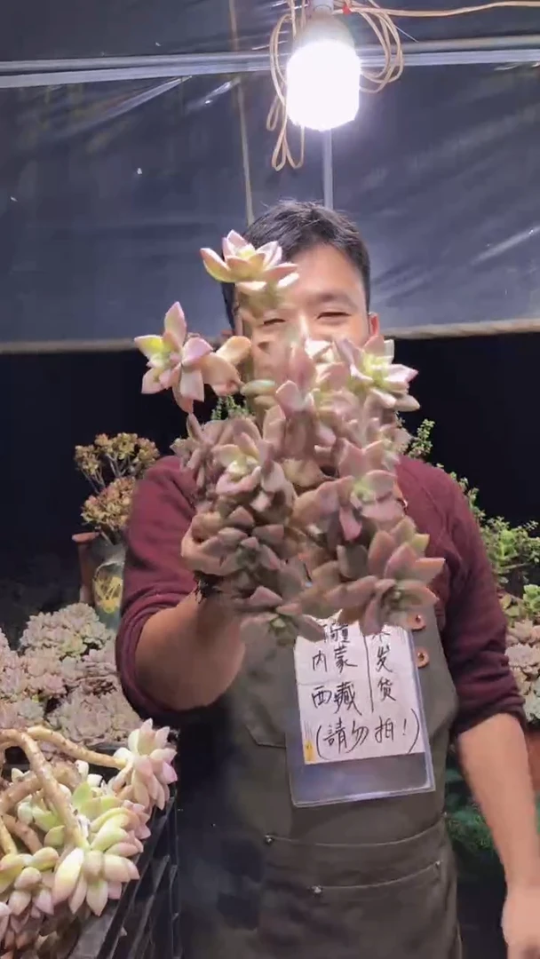 270淡雪缀化一物一拍