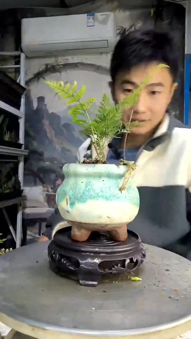 赟中青园艺一物一拍466