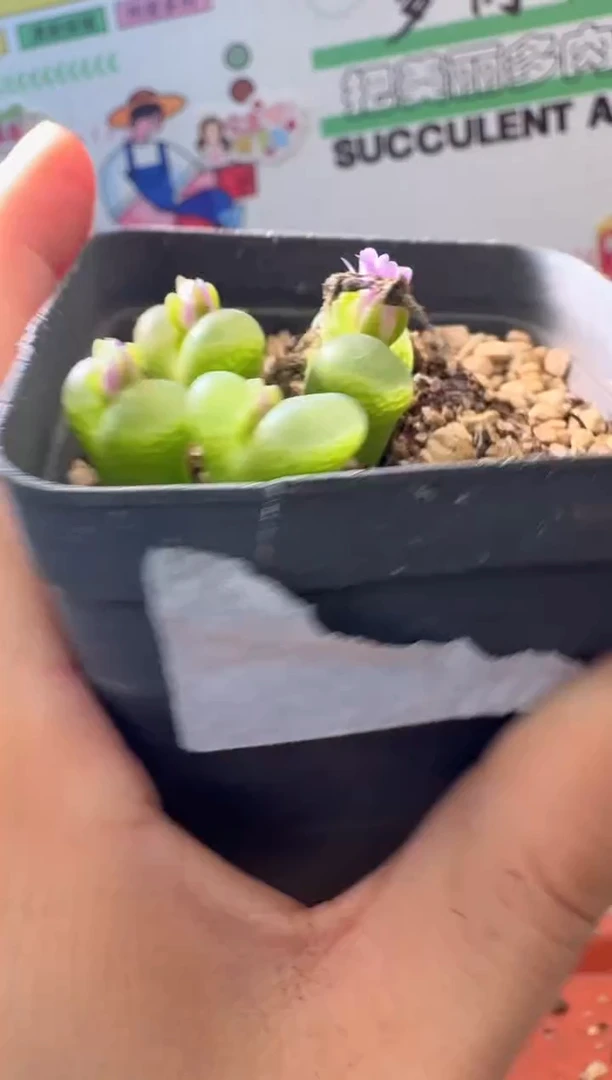 5-465多肉植物肉锥