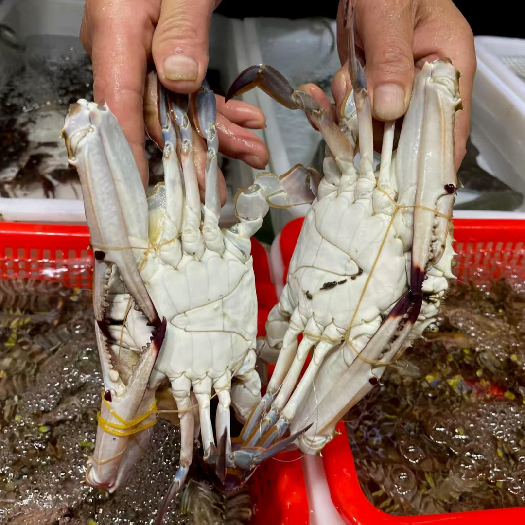 东港满肉飞蟹98元4斤【3-5两一只】有掉腿介意勿拍