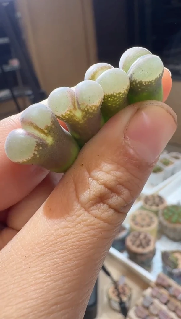 161多肉植物肉锥b23一颗