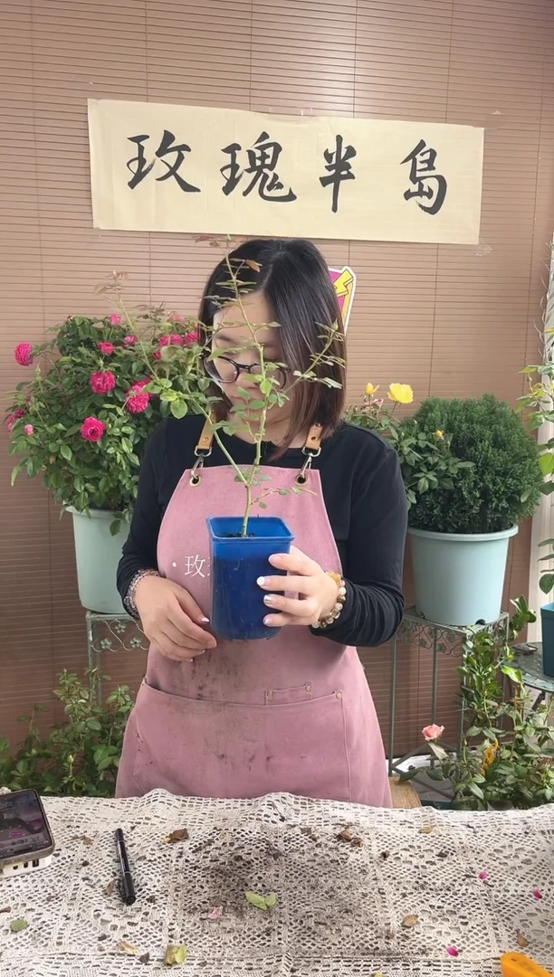 浮光V9扦插（类似苗情）