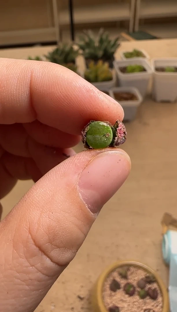 【闪购商品】14-120