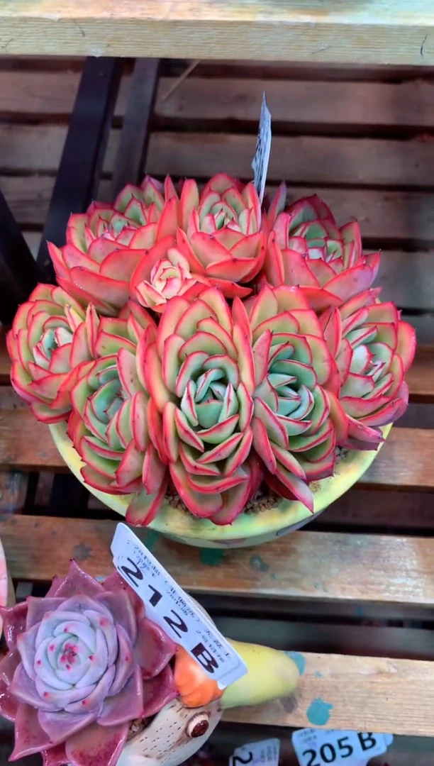 211B（一物一拍，精品多肉，w所见即所得 ）