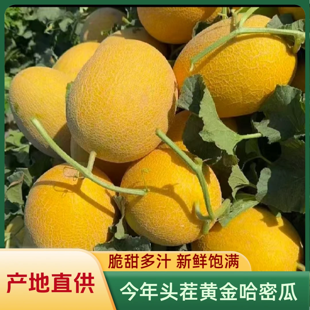 【产地直发】金色年华黄金哈密瓜山东头茬哈密瓜现采现发应季水果甜