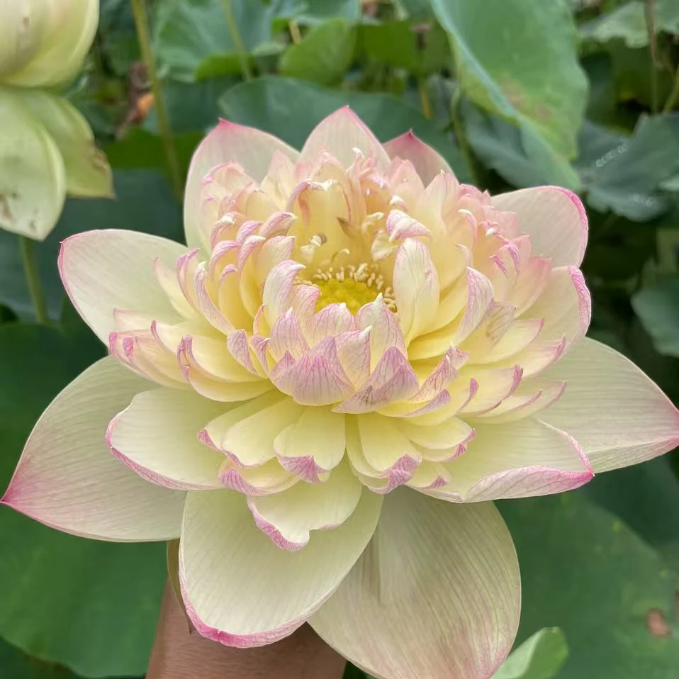 (小刘荷花)大型荷花原盆原土包对版大型高杆精品荷花盆栽池栽