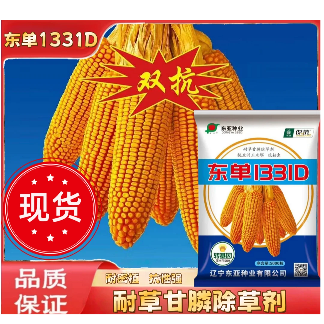 东单1331D玉米示范种