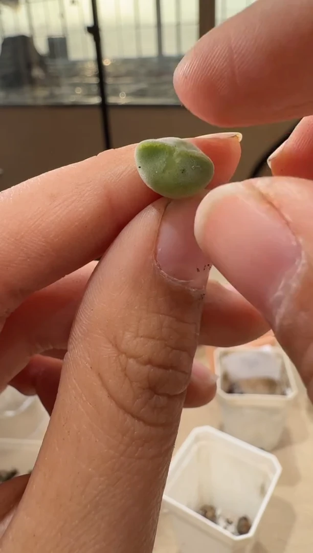 25-147多肉植物肉锥