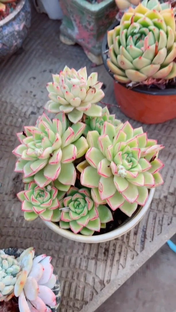 【闪购商品】15136