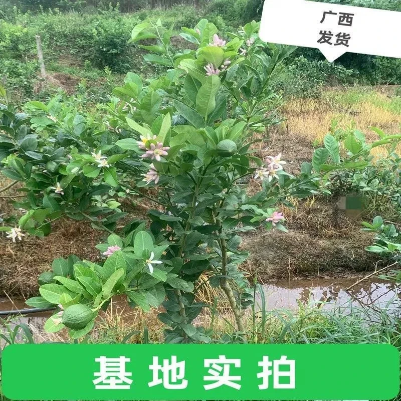 广东四季香水柠檬树苗嫁接果苗无籽无核南方水果当年结果盆栽地栽