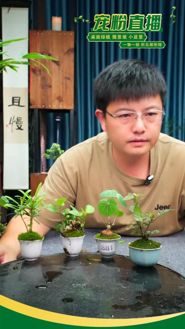 无花朵A****Z苔藓微景观881号