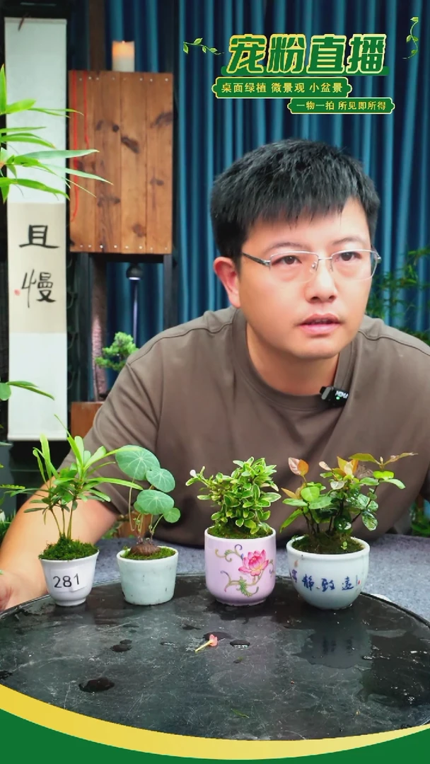 无花朵玉**香苔藓微景观281号