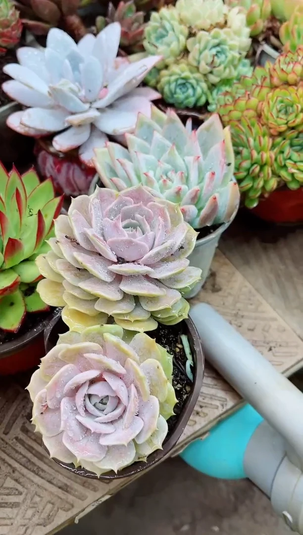 10016多肉植物一物一拍