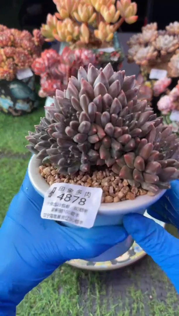 昆明印象多肉4878