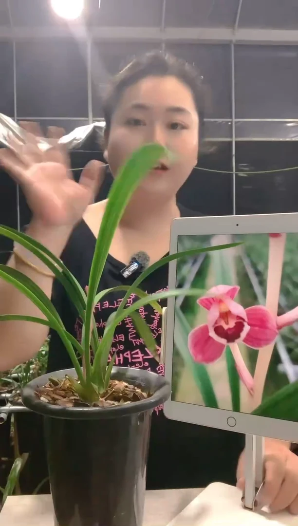 大部分开放少量花苞食****子丹宫玉荷