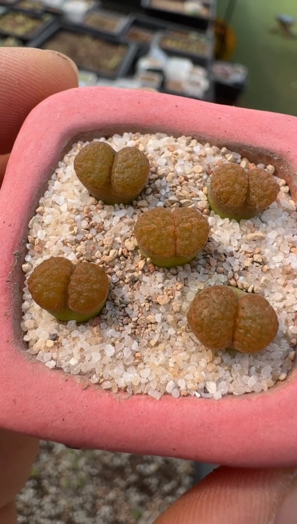 （25-31）-198超蛋一颗