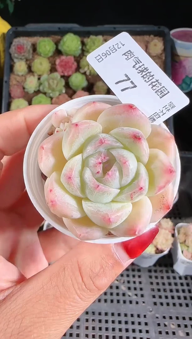 1206-77多肉群生不包整