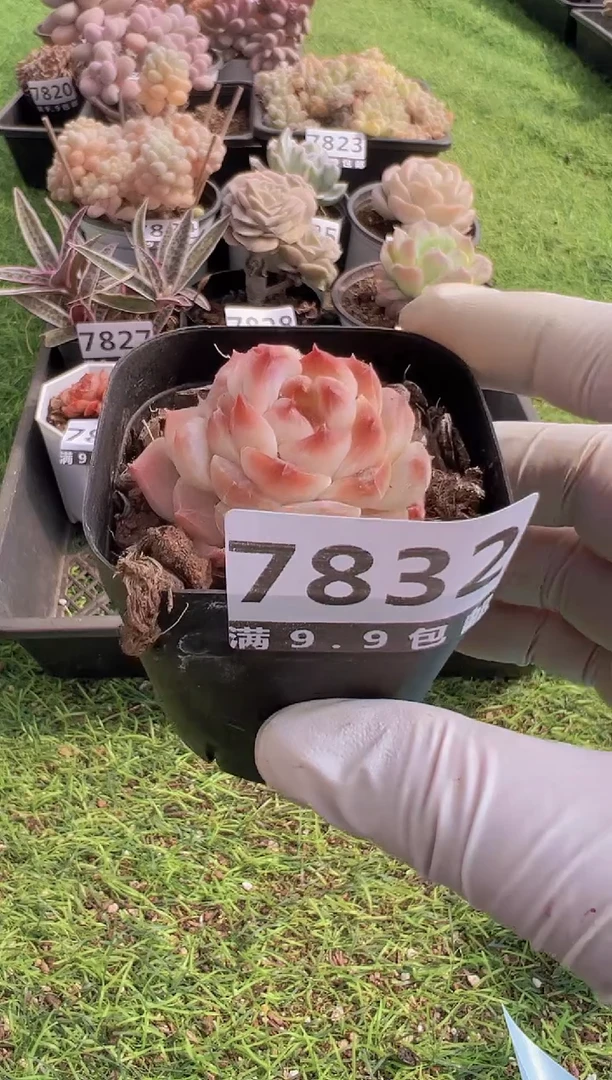 【闪购商品】信福多肉一物一拍