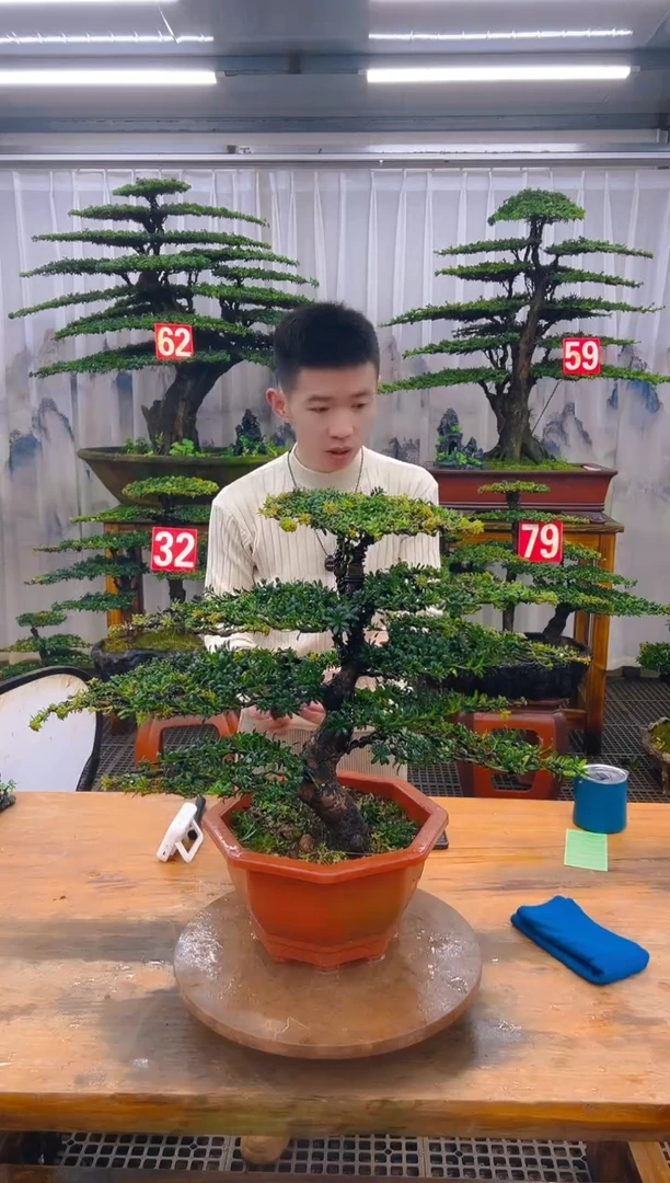 无花朵精品盆景直播间一物一拍