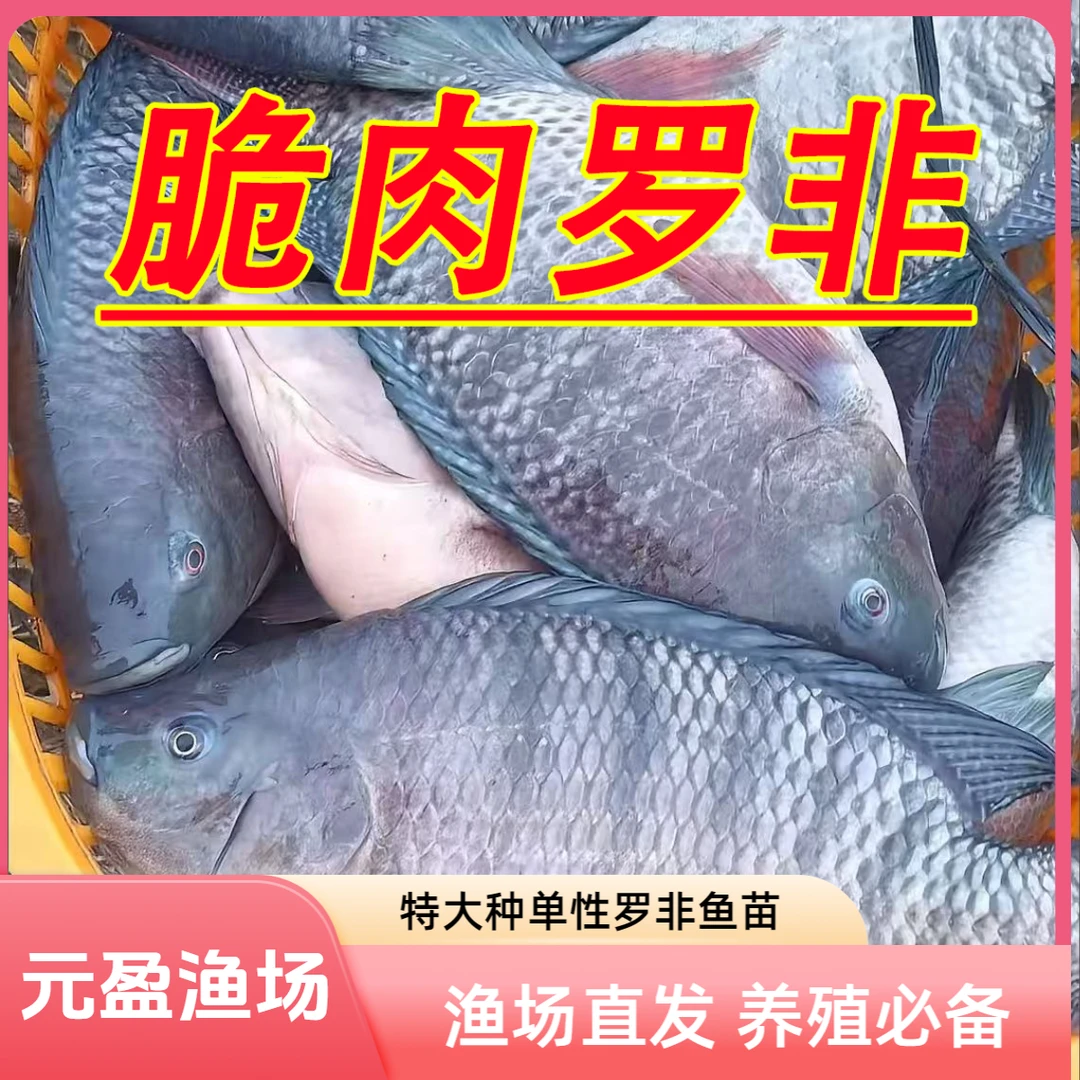 特大种单性罗非鱼苗淡水养殖脆肉罗非鱼苗雄性海南一号福寿鱼苗