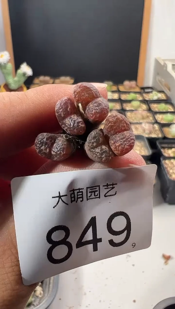 一物一拍         849