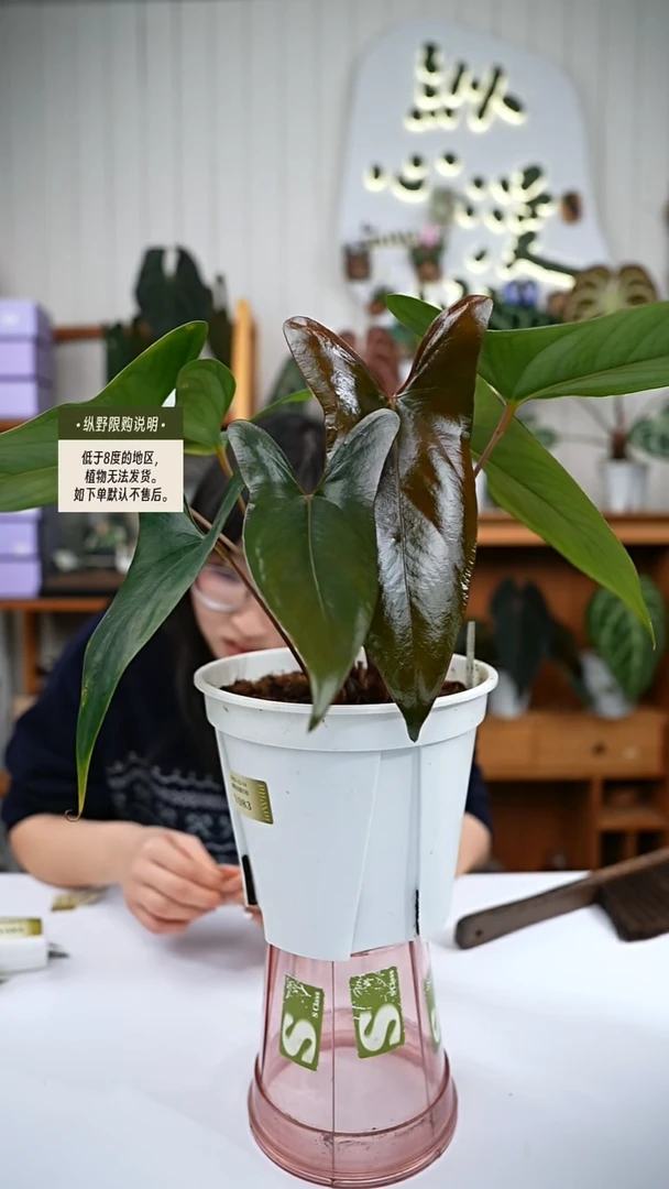 完全开放Y83小羊皮