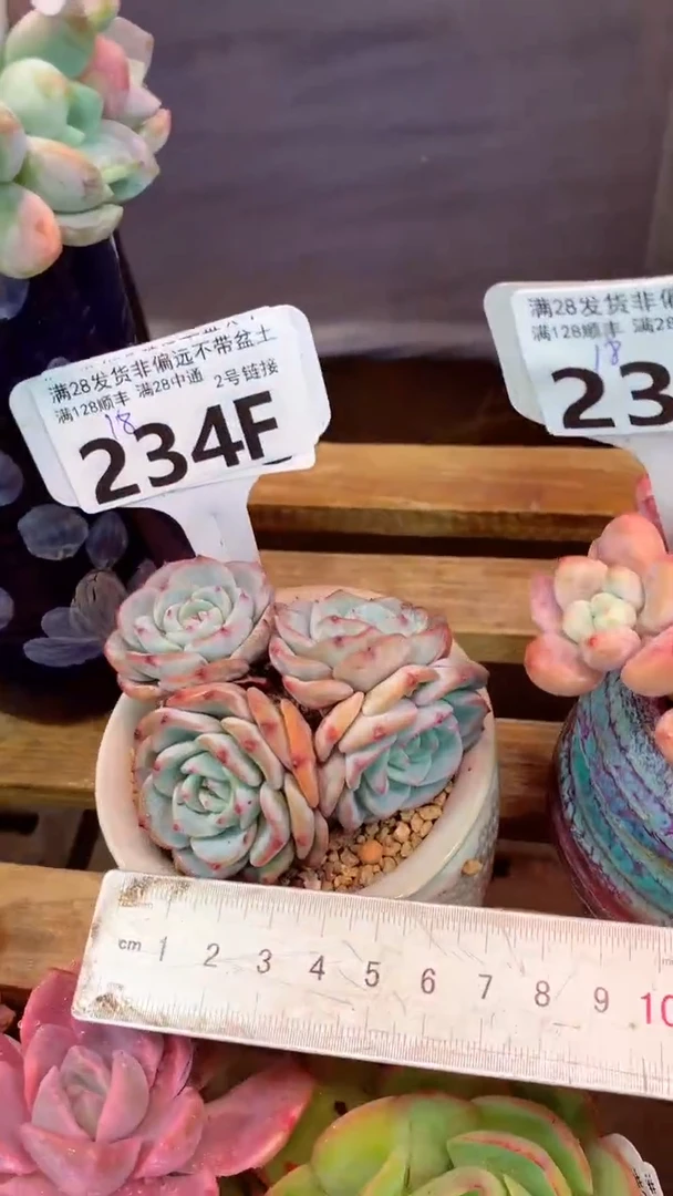 234F（一物一拍实付满28发货，默认不带盆土）