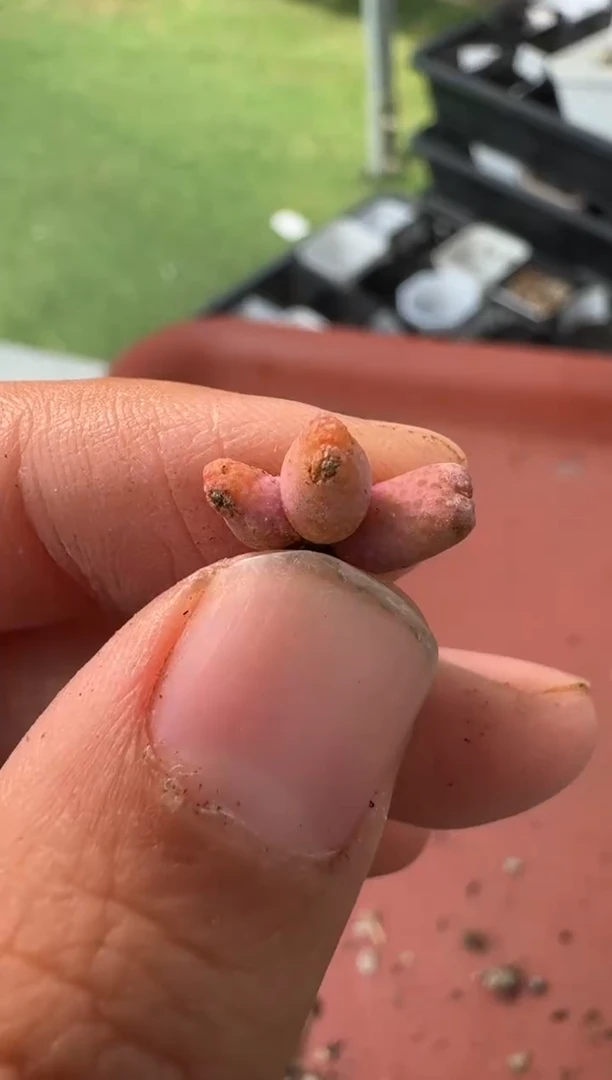 美丽的肉石头10-78