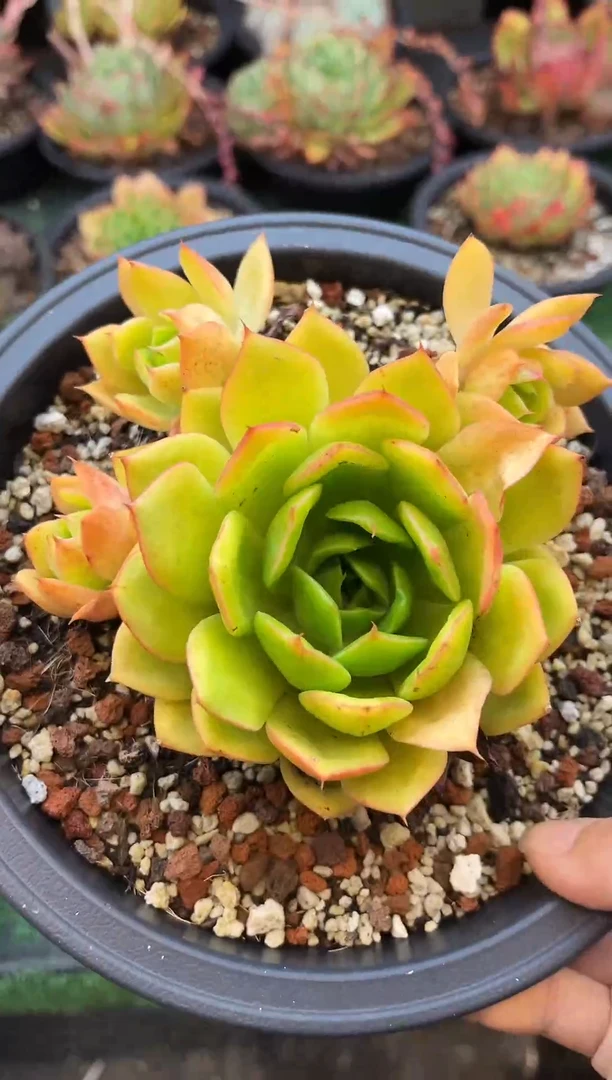 黄灯灯的小杂交啊啊