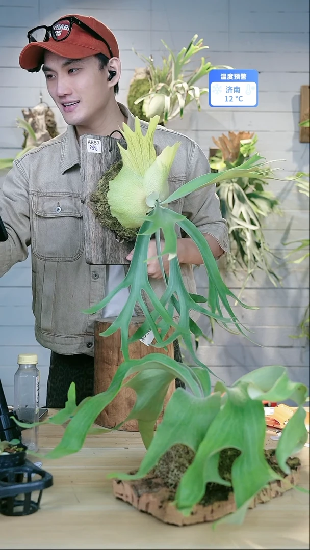 完全开放朱*色a857 黄月爪哇