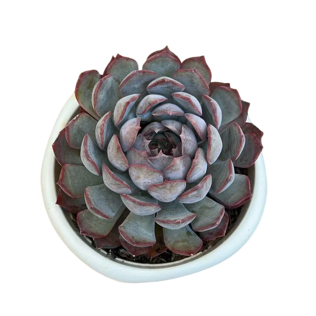 暗冰 多肉植物（满18包邮直播间展示为准）