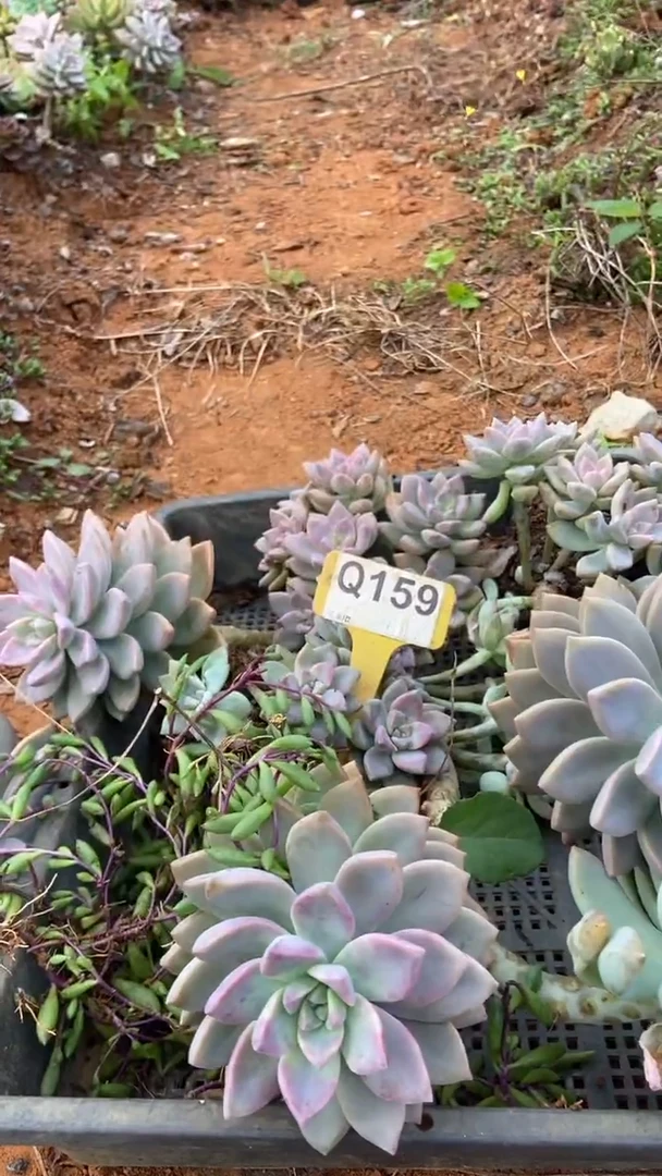 Q159地拍多肉枝头组合默认脱土发货