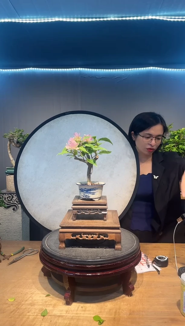 酒**栀三角梅广红樱
