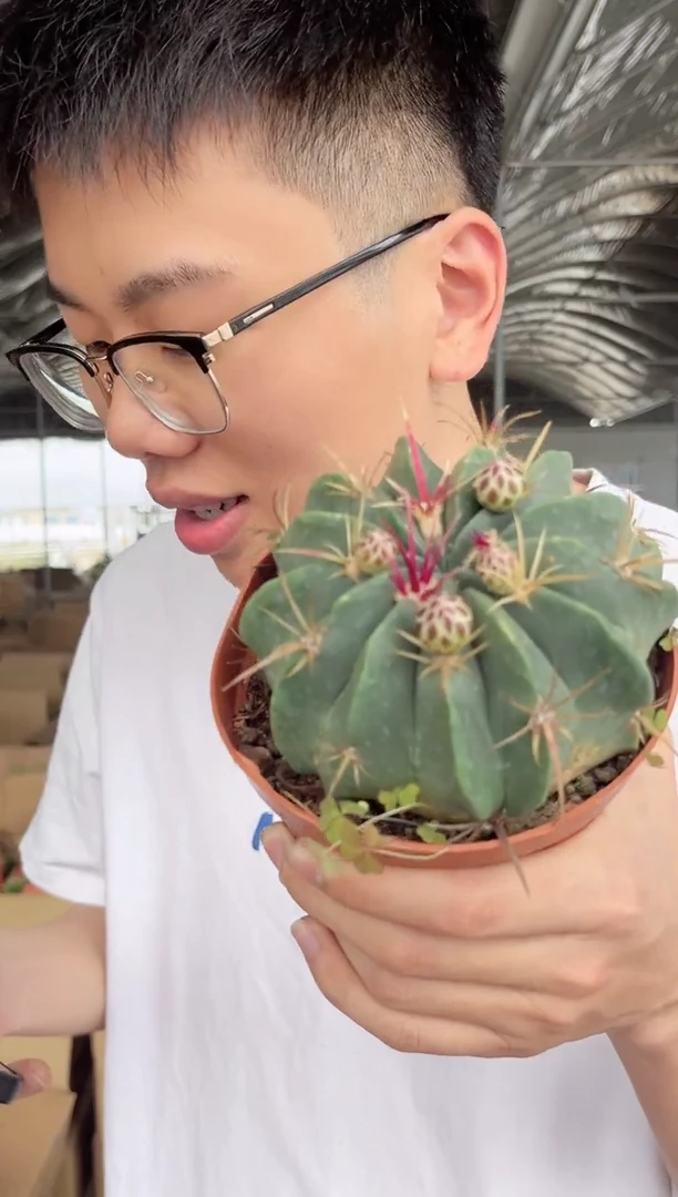 【闪购商品】赤 诚 9-12cm 不指定带花苞