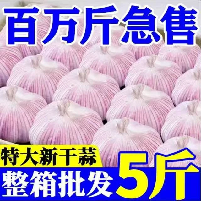 2025新干蒜紫皮大蒜头新鲜紫白皮蒜可种农家自种大蒜