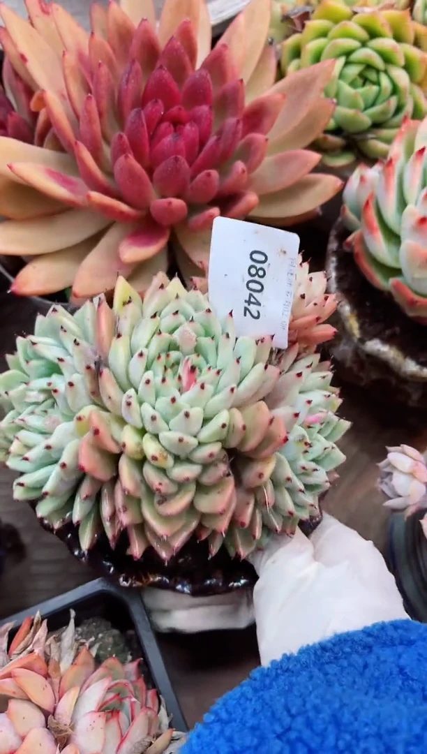 【闪购商品】08042