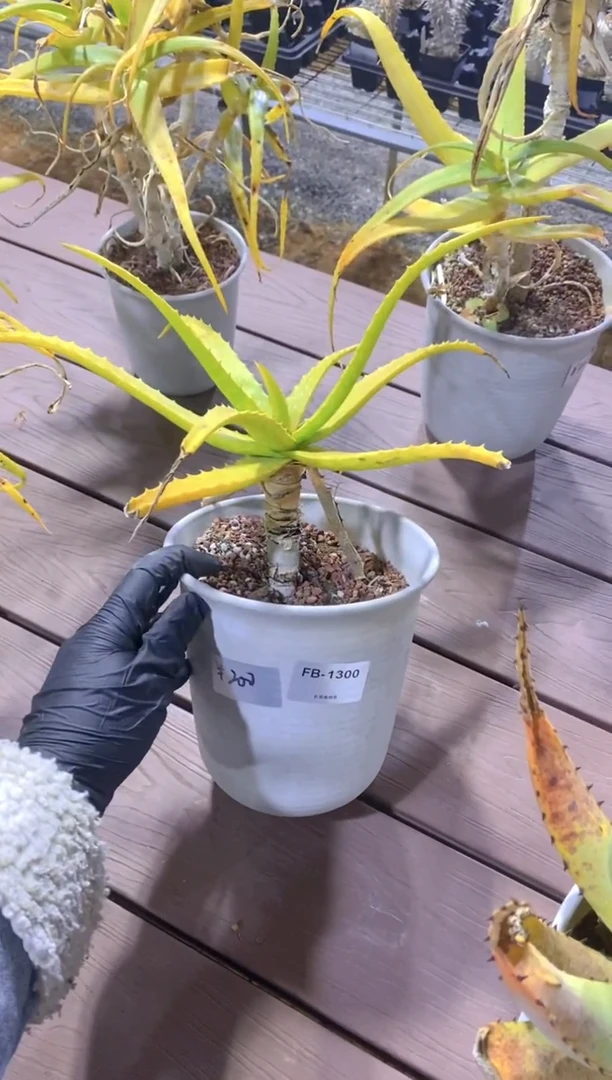 【闪购商品】原生芦荟脱土FB-1300