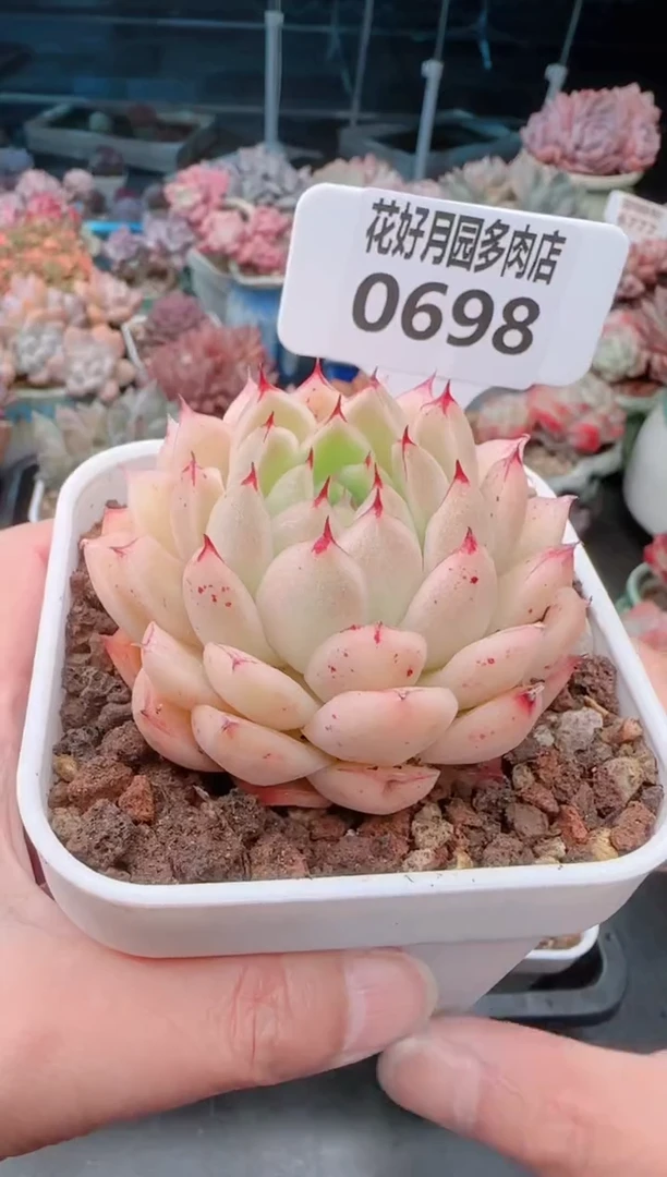 【闪购商品】0698.