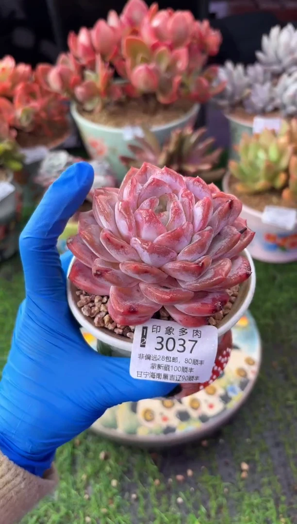 昆明印象多肉3037