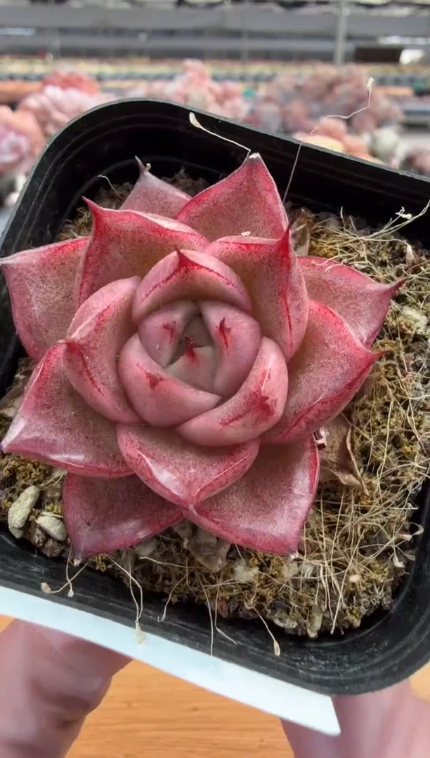 东云多肉园三店-02