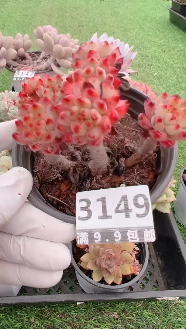 【闪购商品】信福多肉一物一拍