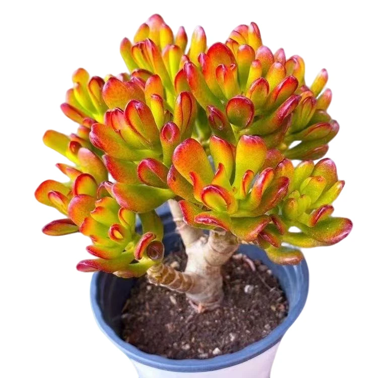 云南高山多肉(吸财树)带盆带土多肉绿植15单包邮多肉基地直发